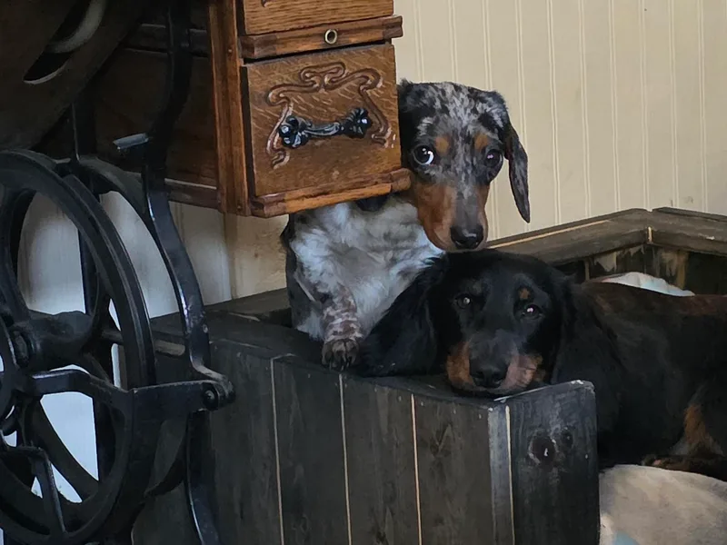 Joseph's Dachshunds