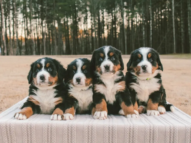 Josh and Andrea Yoder