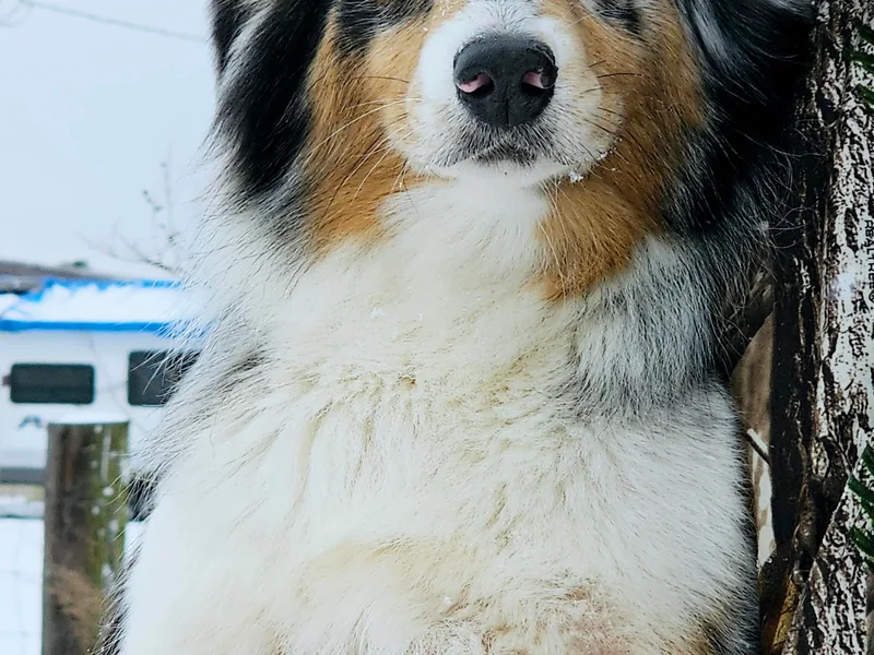 Josh's Australian Shepherds