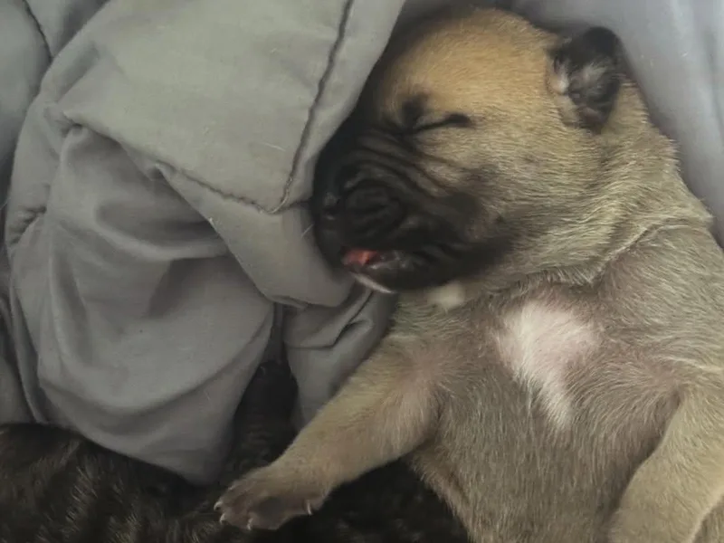 Joshua's Perro de Presa Canario