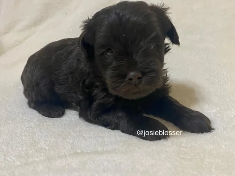 Josie's Miniature Schnauzers