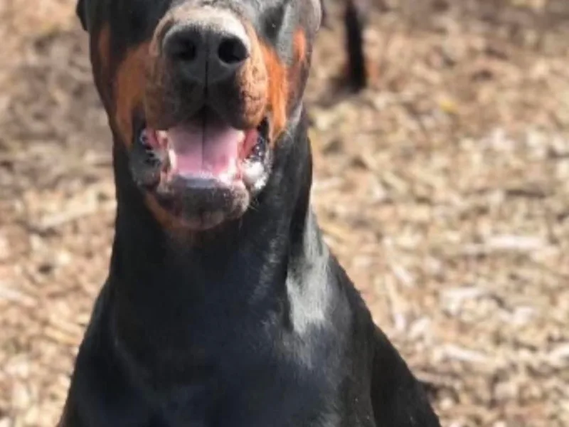 Jossie J's Dobermans