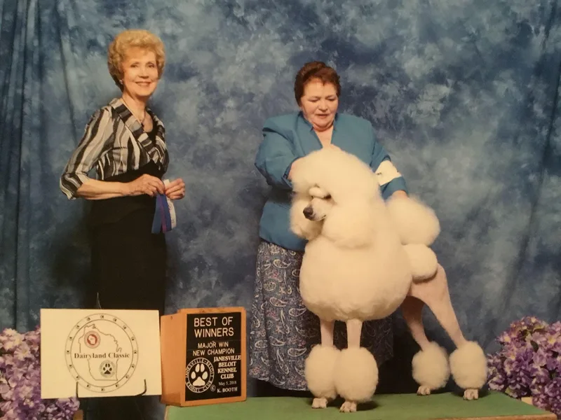 Jouer Standard Poodles