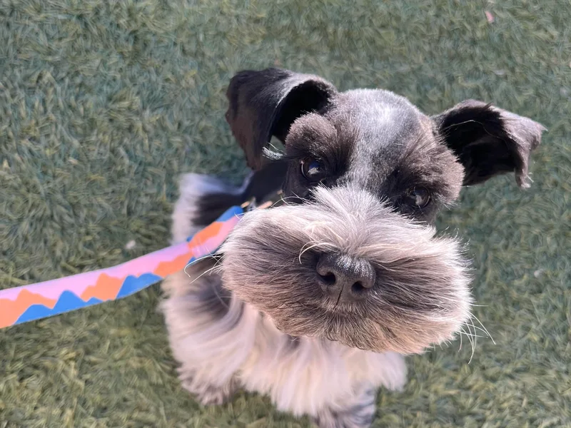 Journee Home Mini Schnauzers