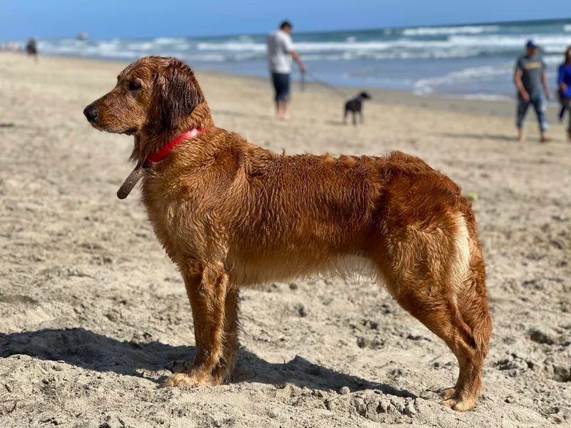 Journey Bound Goldens