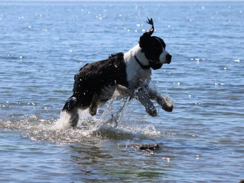 Journey Kennels