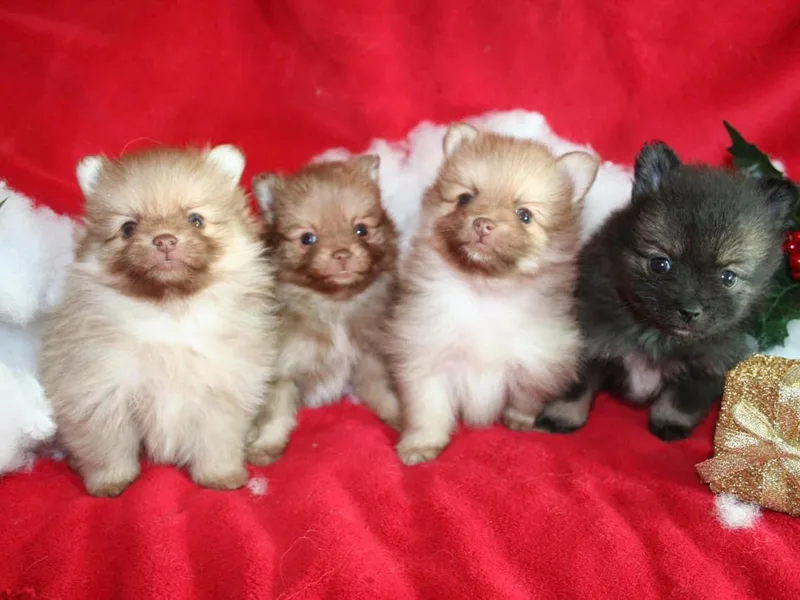 Journey Reign Kennels