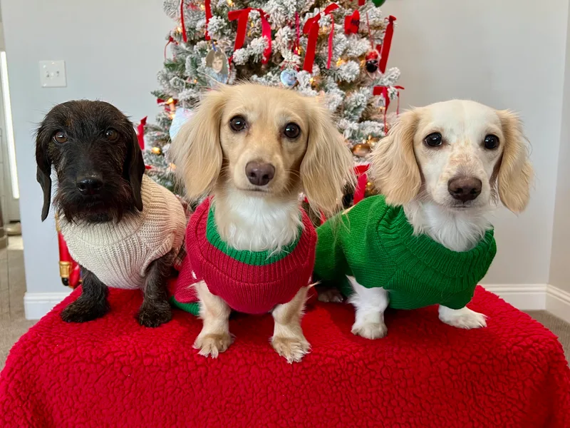 Journey’s End Dachshunds