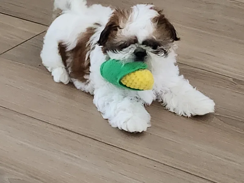 Journie Shih Tzu