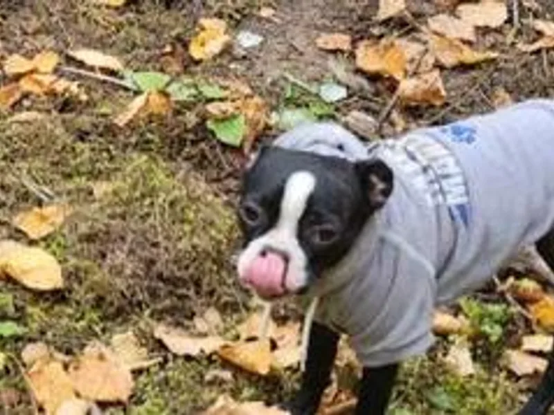 Joy B's Boston Terriers