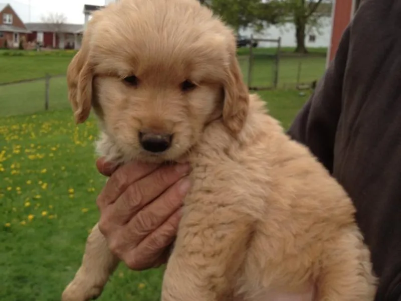 Joy Gin Kennels photo 1