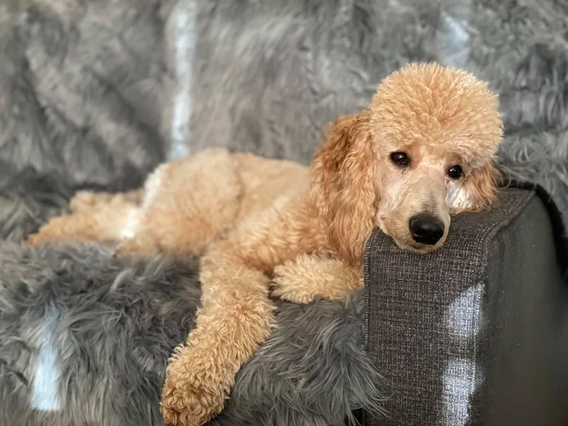 Joy Medina's Poodles