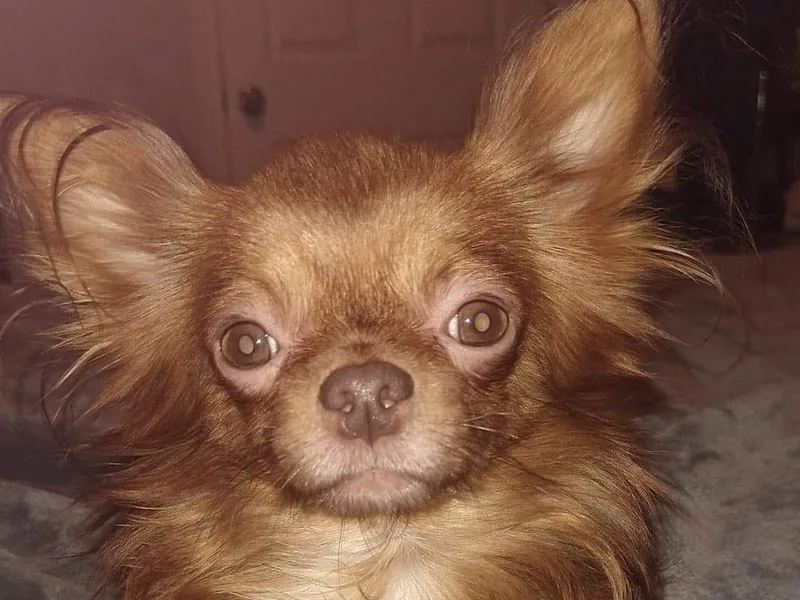 joy of chihuahuas tx