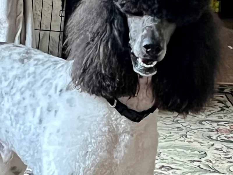 Joy Of Parti Poodles