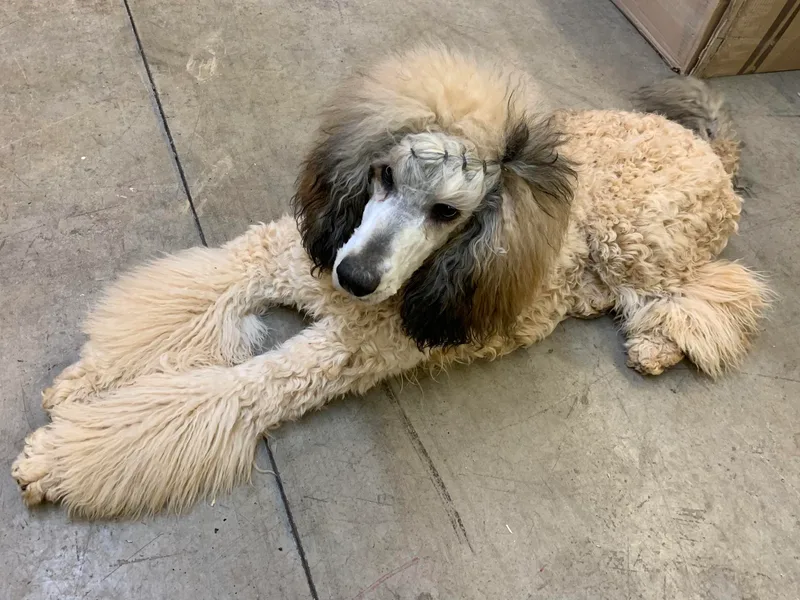 Joy’s Logan Creek Poodles