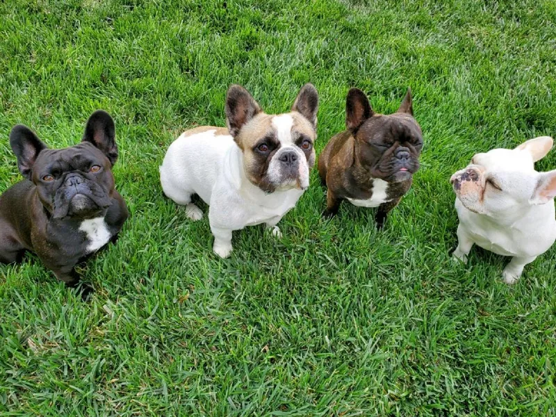 JoyBull Frenchies