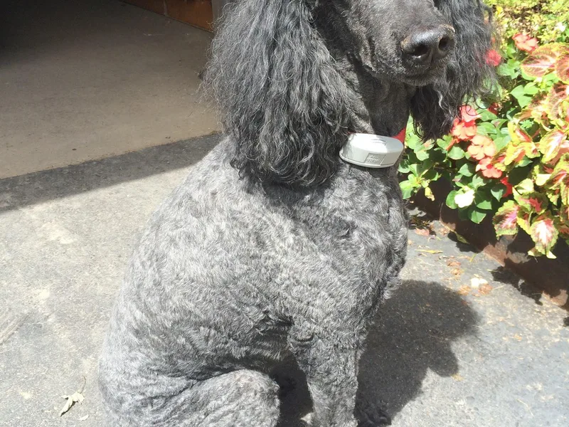 Joyce Munson's Poodles