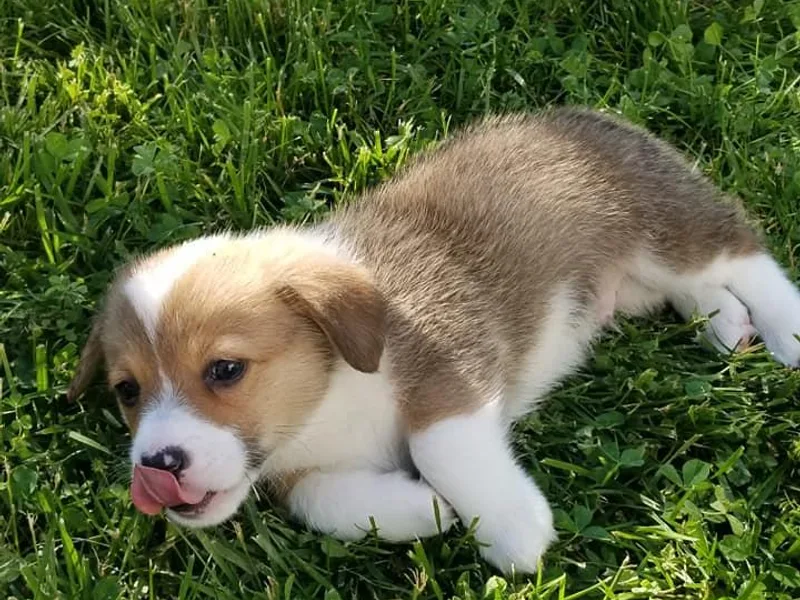 Joyce's Pembroke Welsh Corgis