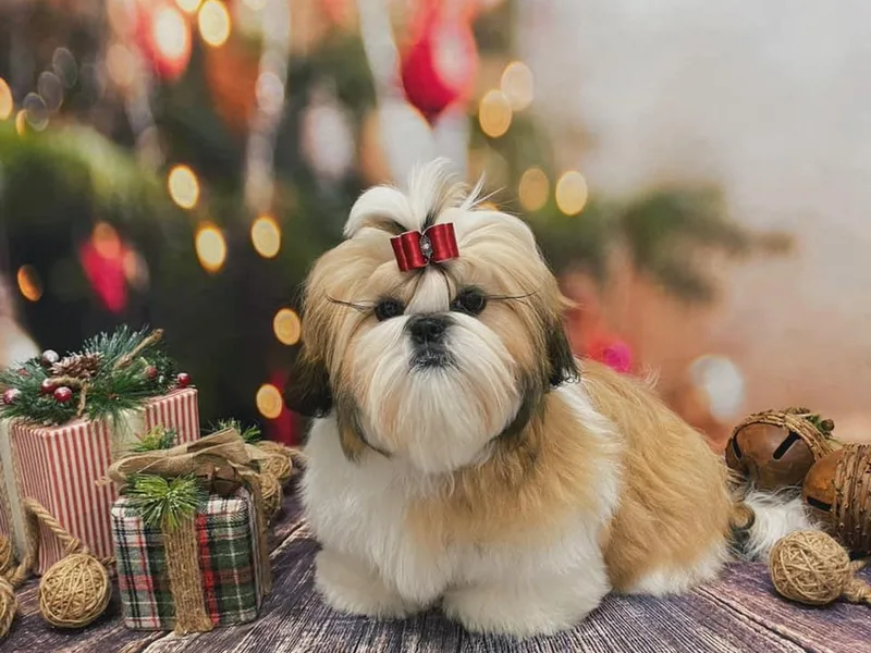 Joyden Shih Tzu