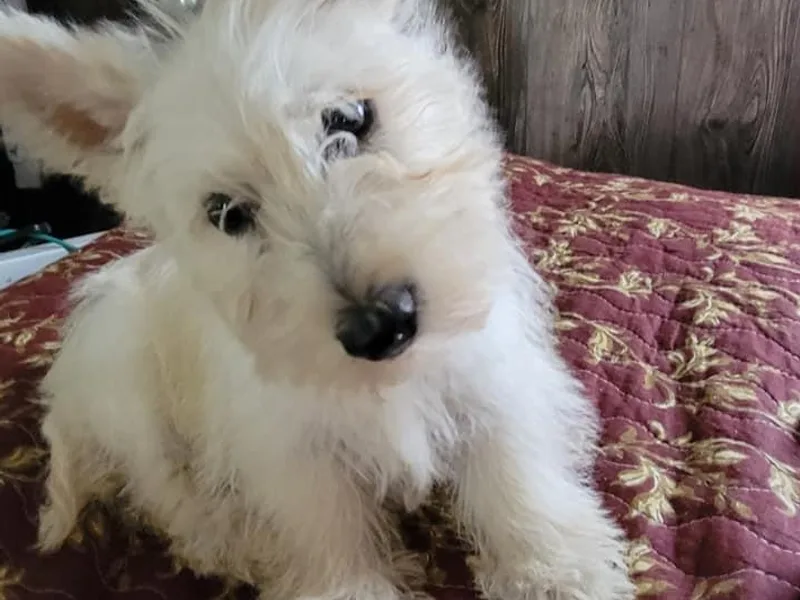Joye Cantrell's Miniature Schnauzers