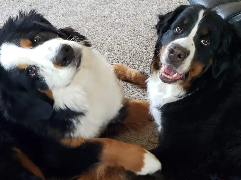 Joyful Bernese