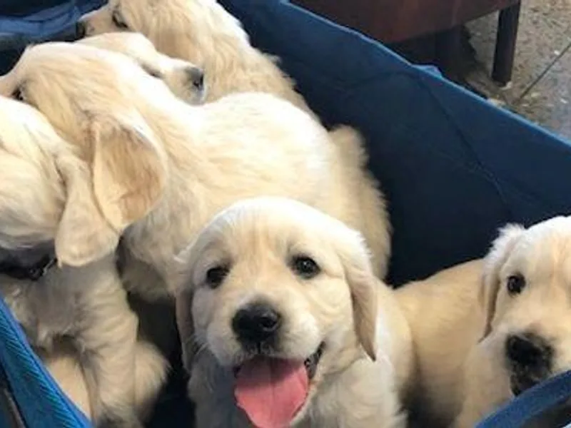 Joyful Golden Retrievers