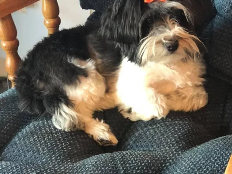 Joyful Havanese Puppies