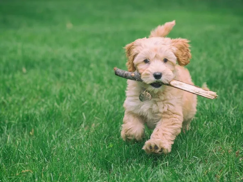 Joyful Hearts Australian Labradoodles
