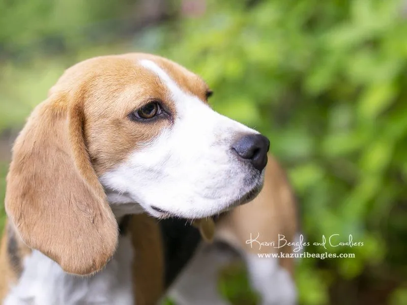 Joyful Noise Beagles