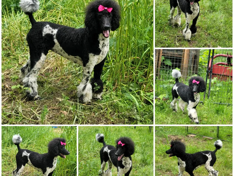 Joyful Paw Poodles