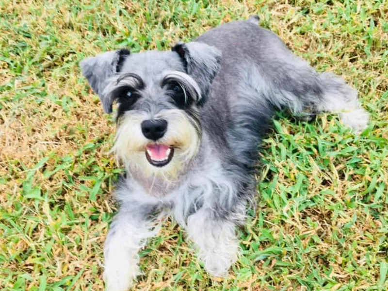 Joyful Schnauzers
