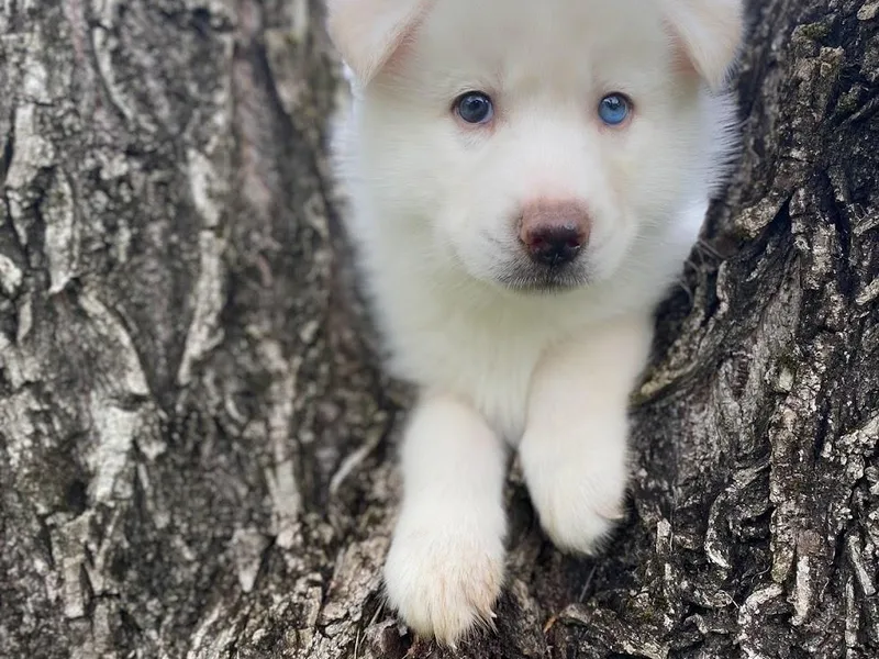 Joyful Willow Farm Huskies