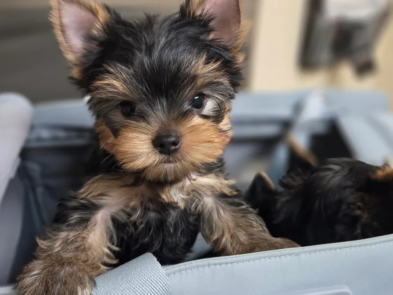 Joyful Yorkies