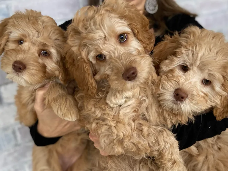 Joyous Additions Kennels