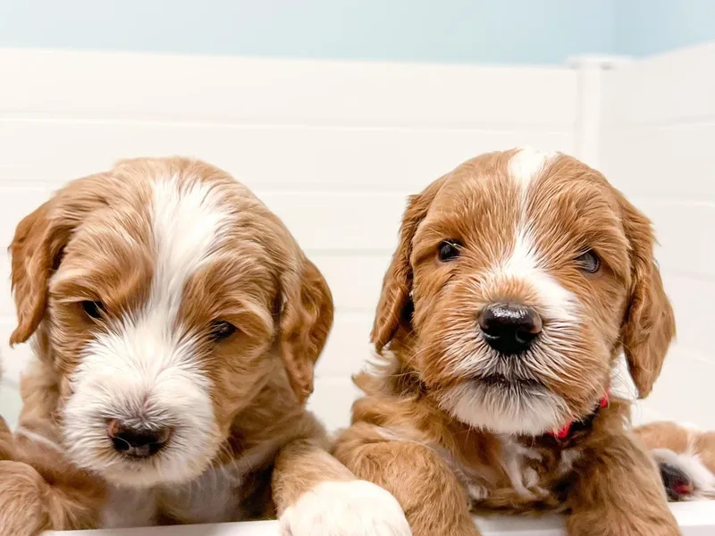 Joys Labradoodles