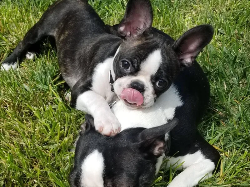 Joysong's Boston Terriers