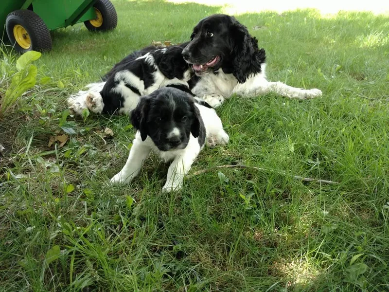 Joyspring English Springer Spaniels