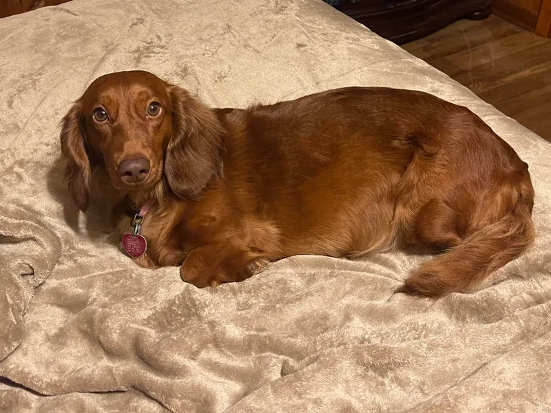 JRED dachshunds photo 1