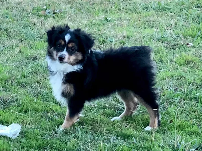 JRT Toy &amp; Mini Aussies