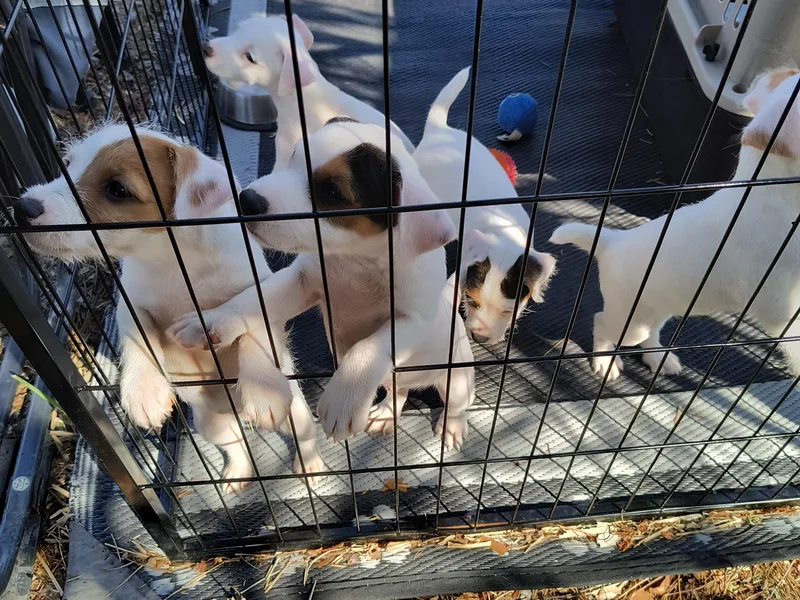 JRTCA Mischief Managed Jack Russell Terriers