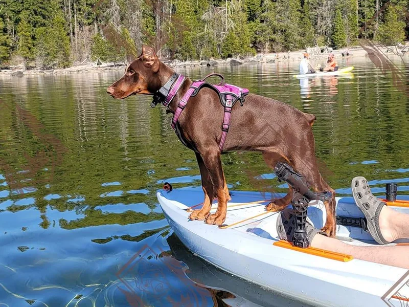 JSG Dobermanns