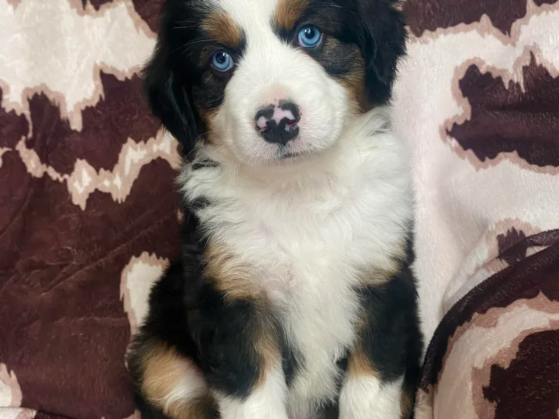 JSK Aussie and Cavaliers