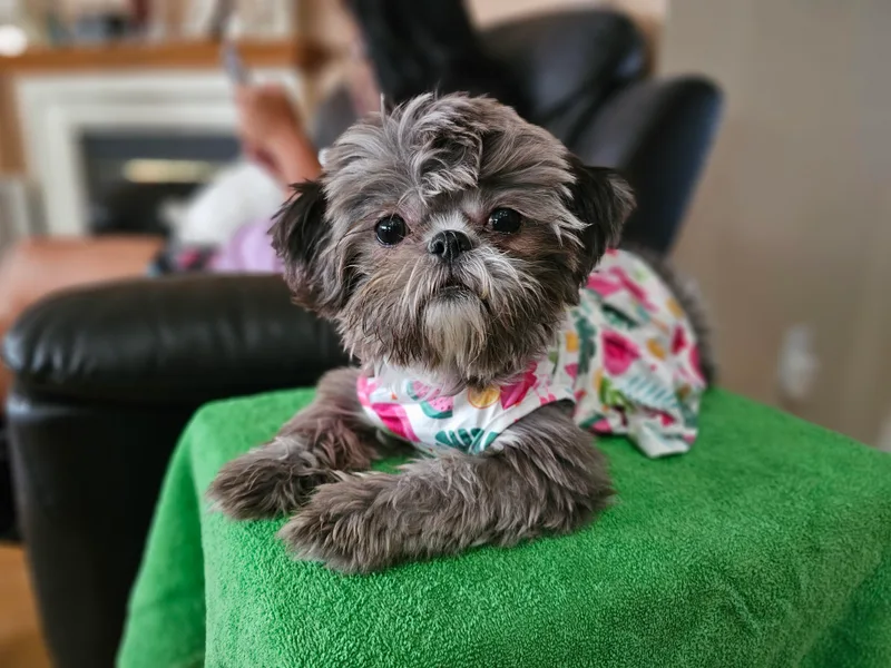 Ju Shih Tzu