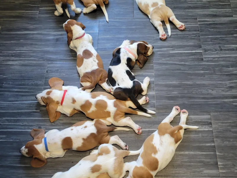 Jubilee Basset Hounds