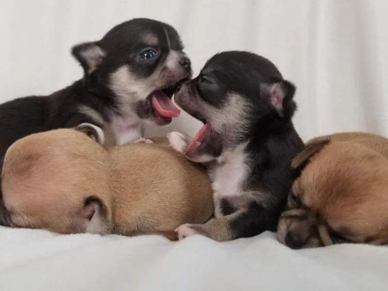 Jubilee Chihuahuas