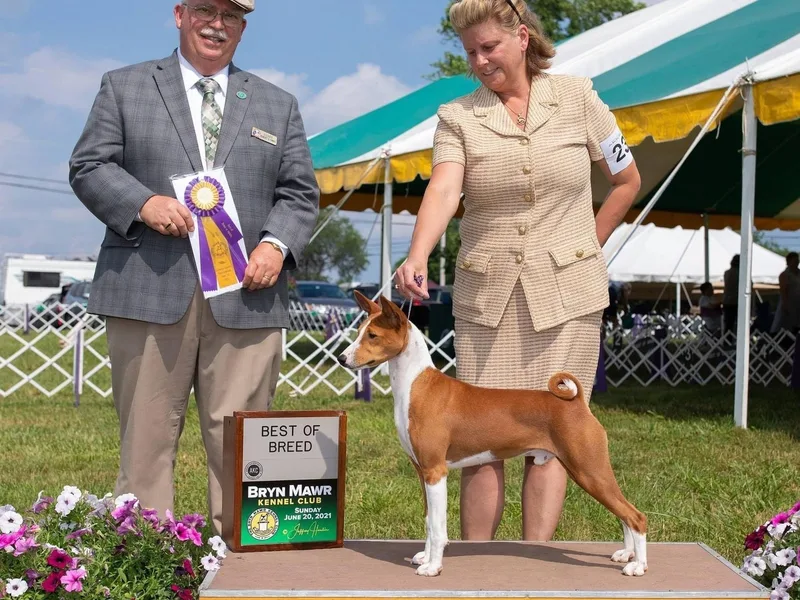 Jublie Basenjis photo 1