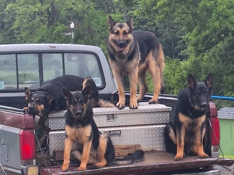 Judds German Shepherds