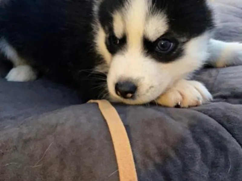 Judi Singer's Siberian Huskies