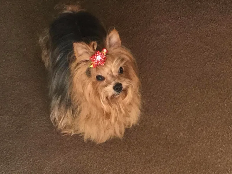 Judith's Yorkshire Terriers photo 1