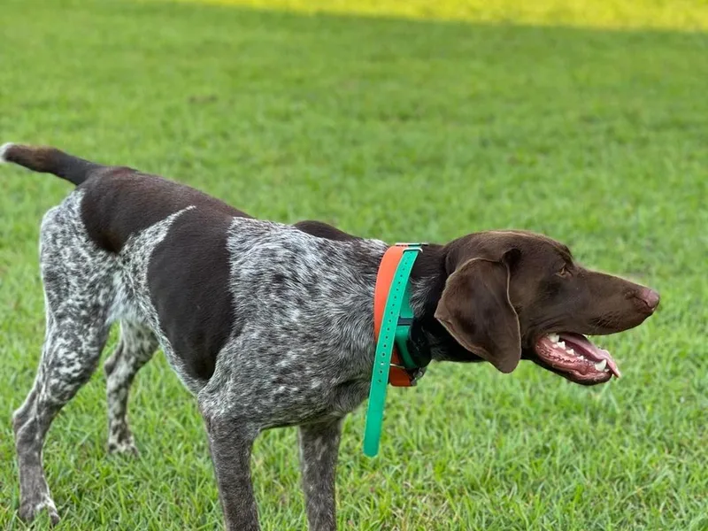 Judy Creek GSP's